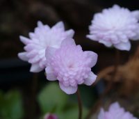 Pale fully double pink flowers