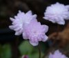 Show product details for Hepatica japonica Orihime