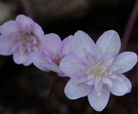 Palest pink flowers and pink petaloid stamens