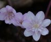 Show product details for Hepatica japonica Sai Cho