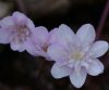 Hepatica japonica S...