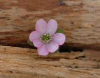 Perfect single flower of a pinkish colour