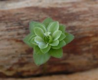 Cream and green bi coloured flowers