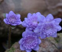 Full double mid blue flowers