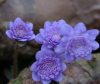 Hepatica japonica S...