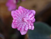 Full double pink and white flowers