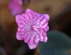 Show product details for Hepatica japonica Taeka