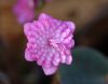 Hepatica japonica T...