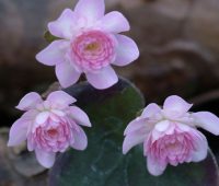 Mid pink double flowers.