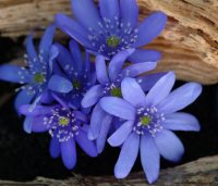 Multi petalled single blue flowers