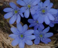 Big mid blue flowers