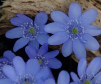 Good sized blue flowers