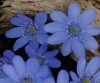 Show product details for Hepatica transsilvanica De Buis