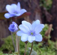 Big pale blue flowers