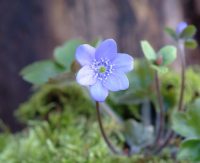 Good sized blue flowers