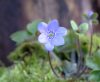 Show product details for Hepatica x media Blue Jewel
