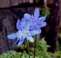 Double flowered blue form