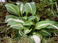 Small leaves with variable white variegation