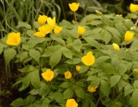 Bright golden orange flowers over soft green foliage