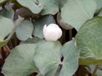 Globular clean white flowers