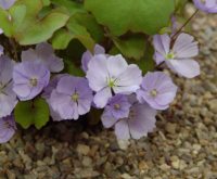 Lovely lavender flowers and greyish foliage.