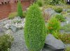 Evergreen Trees and Shrubs