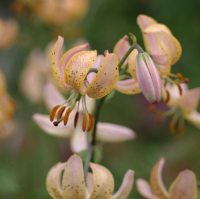 Lilium R O Backhouse hybrids