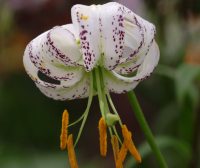 White turkscap flowers with deep red spotting