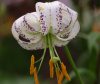 Lilium duchartrei