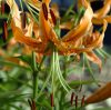Lilium rosthornii