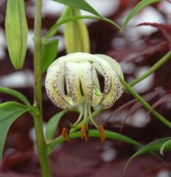 White flowers with yellow shading in the centre