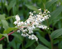 Nice white beel like flowers in bunches