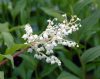 Maianthemum oleracea