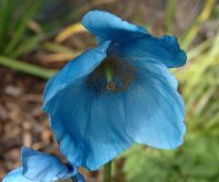 Excellent blue poppy like flowers with yellow stamens