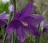 Olsynium douglasii