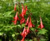 Ourisia coccinea