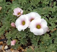Palest pink rounded flowers