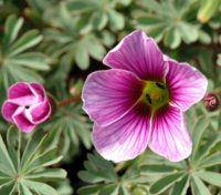 Oxalis enneaphylla Patagonica