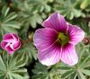 Show product details for Oxalis enneaphylla Patagonica