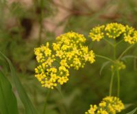 Bright yellow tiny flowers borne numerously in flattened heads.