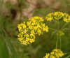 Patrinia triloba