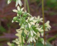 Straw yellow star like flowers and fresh green palmate foliage.