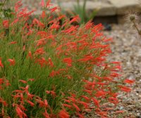 Brilliant orange tubular flower and needle-like foliage