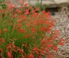 Show product details for Penstemon pinifolius Wisley Flame