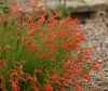 Penstemon pinifoliu...