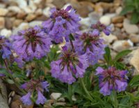 Lovely purple blue flowers in bunches and fresh evergreen foliage