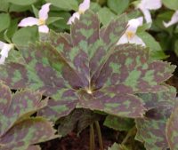 Fabulous chocolatey brown marked palmate leaves.