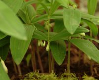 Small tubular cream and green flowers