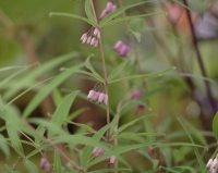 Dainty purple tubular pendulous flowers and grassy foliage