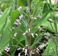 tall stems with narrow leaves and pinkish flowers